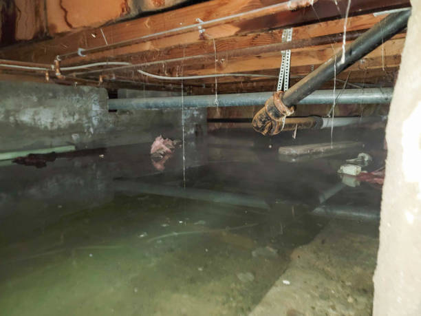 Best Emergency water extraction  in Quitman, TX