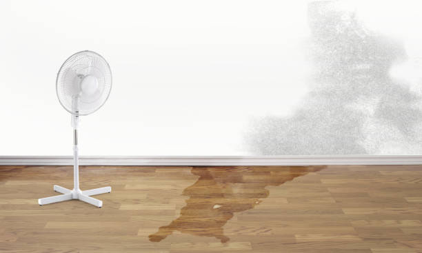 Best Water damage cleanup near me  in Quitman, TX