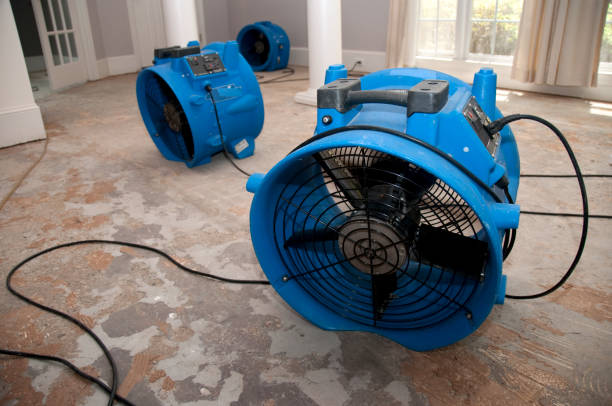 Best Water damage contractors near me  in Quitman, TX
